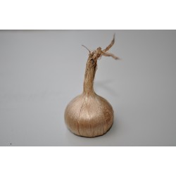 Lot 100 bulbes crocus sativus bio