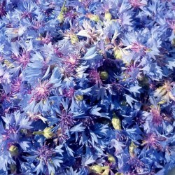 Bleuet