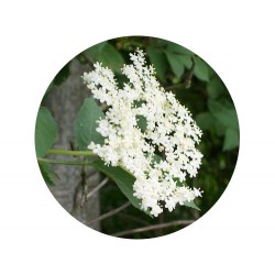 Baiser Acidulé Vinaigre de cidre et fleur de sureau