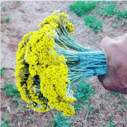 L'immortelle