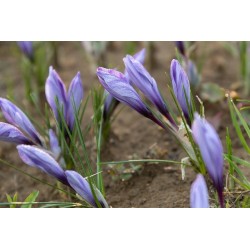 Lot 100 bulbes crocus sativus bio