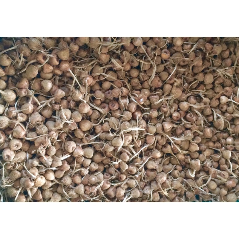 Lot 100 bulbes crocus sativus bio