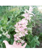 nos soins aromatiques