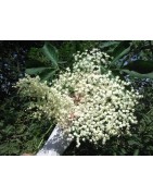 Coffrets sureau noir