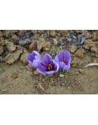 Pour ne jamais manquer de Suprême Safran